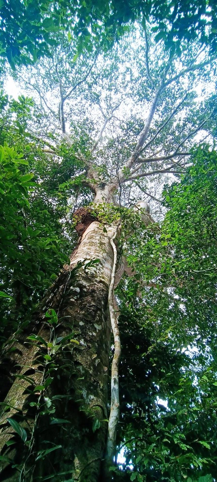 Ecologico Makalombia *